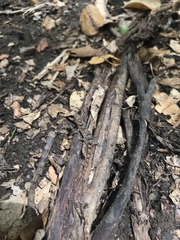 Gonatodes antillensis