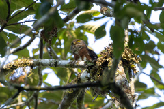 Glaucidium minutissimum