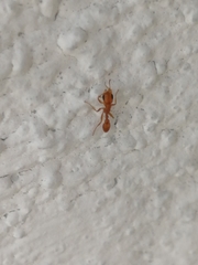 Pseudomyrmex pallidus