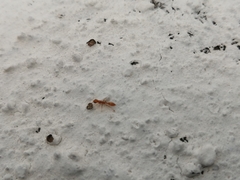 Pseudomyrmex pallidus