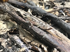 Gonatodes antillensis