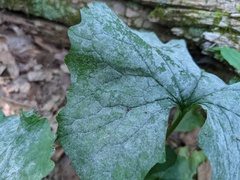 Erysiphe cruciferarum