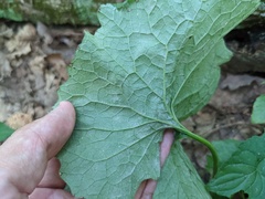 Erysiphe cruciferarum