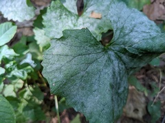Erysiphe cruciferarum