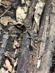 Gonatodes antillensis