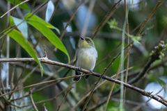 Phylloscartes sylviolus