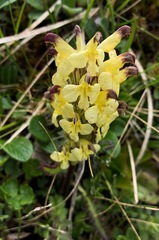 Pedicularis oederi
