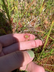 Drosera rotundifolia