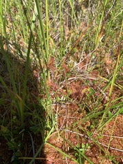 Drosera rotundifolia
