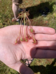 Drosera rotundifolia