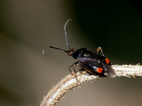 Raudonoji Žolblakė nuotrauka