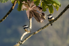 Notharchus swainsoni