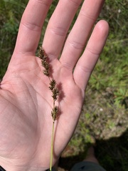 Carex cusickii