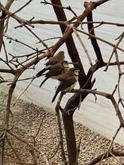 Stizoptera