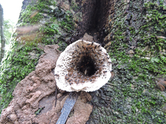 Scaptotrigona xanthotricha