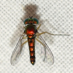 Condylostylus flavipes