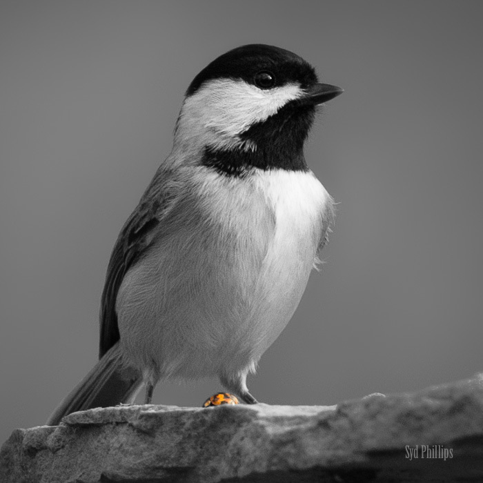 Carolina Chickadee from Nonaville, Tennessee, United States on December ...