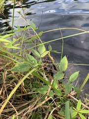 Angelica genuflexa