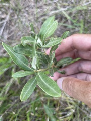 Quercus pumila