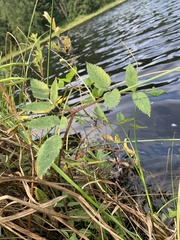 Angelica genuflexa