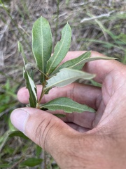 Quercus pumila