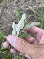 Quercus pumila
