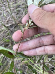 Quercus pumila