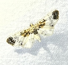 Eupithecia breviculata