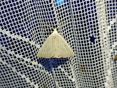 Macrochilo cribrumalis