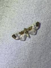 Eupithecia breviculata