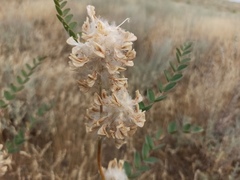 Astragalus vulpinus