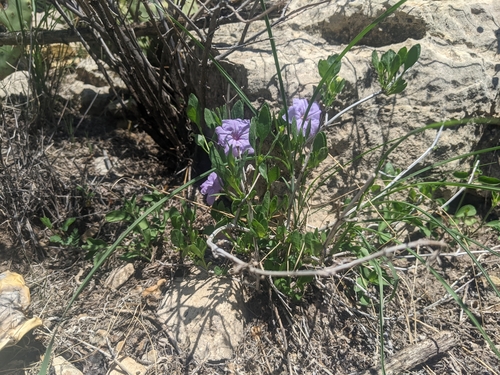 Image of Ruellia parryi by no rights reserved