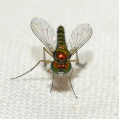 Condylostylus flavipes