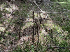 Monotropa uniflora