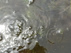 Ceratophyllum submersum