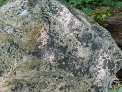 Lichenothelia