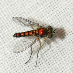 Condylostylus flavipes