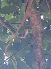 Selasphorus sasin