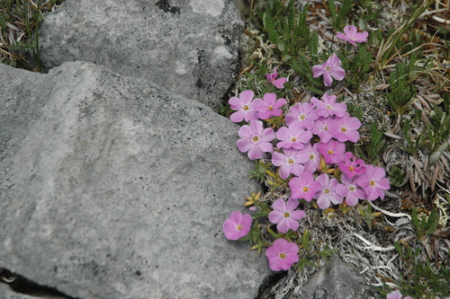 Image of Phlox richardsonii by (c) Syd Cannings, some rights reserved (CC BY)