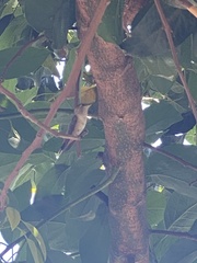 Selasphorus sasin