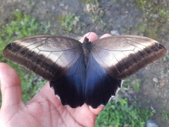 Caligo oileus
