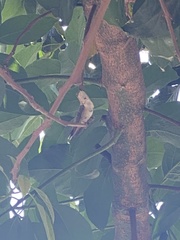 Selasphorus sasin