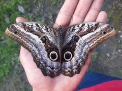 Caligo oileus