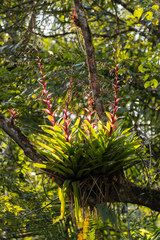 Vriesea philippocoburgi