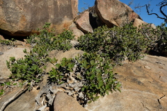 Ficus ilicina