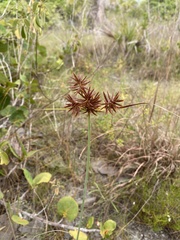 Cyperus planifolius
