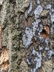 Biscogniauxia atropunctata