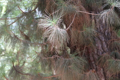 Pinus canariensis