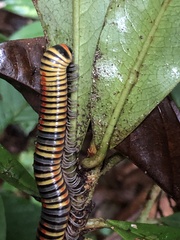 Rhinocricidae