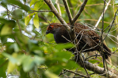 Odontophorus capueira